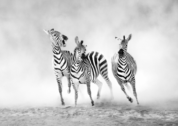 Photograph Juan Luis Duran Galloping Zebras on One Eyeland